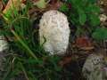 Coprinus comatus - Schopf-Tintling - Weferlingen