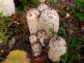 Coprinus comatus - Schopf-Tintling - Weferlingen