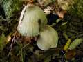 Coprinus alopecia - Groer Rauspor-Tintling - Weferlingen