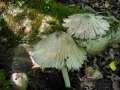 Coprinus alopecia - Groer Rauspor-Tintling - Weferlingen