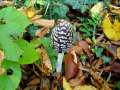 Coprinopsis&nbsp;picacea&nbsp;-&nbsp;Specht-Tintling&nbsp;-&nbsp;Weferlingen