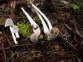 Coprinopsis cinerea - Struppiger Tintling - Weferlingen