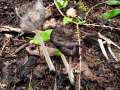 Coprinopsis cinerea - Struppiger Tintling - Weferlingen