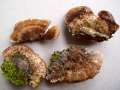 Coriolopsis gallica - Braune Borstentramete - Calvrde
