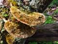 Coriolopsis gallica - Braune Borstentramete - Seggerde