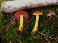 Cortinarius&nbsp;semisanguineus&nbsp;-&nbsp;Blutbl�ttriger Hautkopf&nbsp;-&nbsp;Arendsee