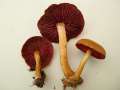 Cortinarius&nbsp;semisanguineus&nbsp;-&nbsp;Blutbl�ttriger Hautkopf&nbsp;-&nbsp;Arendsee