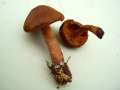 Cortinarius cinnamomeus - Zimt-Hautkopf - Arendsee