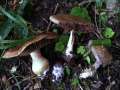 Cortinarius infractus - Bitterer Schleimkopf - Hdingen