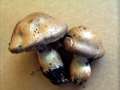 Cortinarius&nbsp;infractus&nbsp;-&nbsp;Bitterer Schleimkopf&nbsp;-&nbsp;H�dingen