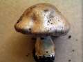 Cortinarius&nbsp;infractus&nbsp;-&nbsp;Bitterer Schleimkopf&nbsp;-&nbsp;H�dingen