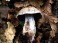 Cortinarius torvus - Wohlriechender Grtelfu - Hdingen