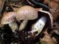 Cortinarius torvus - Wohlriechender Grtelfu - Hdingen