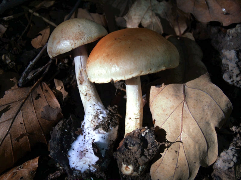 PilzeCortinarius, anomalus, Graubräunlicher Dickfuß, Hödingen, Fagus