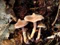 Cortinarius flexipes - Duftender Grtelfu;Geranien-Grtelfu - Walbeck