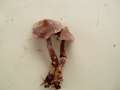 Cortinarius flexipes - Duftender Grtelfu;Geranien-Grtelfu - Walbeck