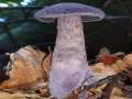 Cortinarius violaceus - Dunkelvioletter Dickfu - Walbeck