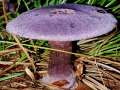 Cortinarius violaceus - Dunkelvioletter Dickfu - Walbeck