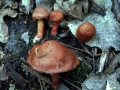 Cortinarius purpureus - Rotgenatterter Hautkopf,Purpurroter Schleierling - Weferlingen-Walbeck