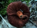 Cortinarius purpureus - Rotgenatterter Hautkopf,Purpurroter Schleierling - Weferlingen-Walbeck