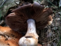 Cortinarius alboviolaceus ? - Weivioletter Dickfu - Weferlingen-Walbeck
