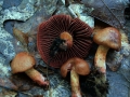 Cortinarius purpureus - Rotgenatterter Hautkopf,Purpurroter Schleierling - Weferlingen-Walbeck