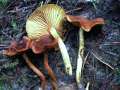 Cortinarius croceus - Gelbblttriger Hautkopf - Weferlingen