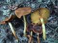 Cortinarius croceus - Gelbblttriger Hautkopf - Weferlingen