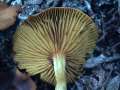 Cortinarius croceus - Gelbblttriger Hautkopf - Weferlingen