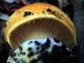 Cortinarius elegantior - Strohgelber Klumpfu - Weferlingen