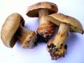 Cortinarius&nbsp;elegantior&nbsp;-&nbsp;Strohgelber Klumpfu�&nbsp;-&nbsp;Weferlingen