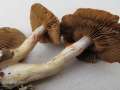 Cortinarius infractus - Bitterer Schleimkopf - Weferlingen