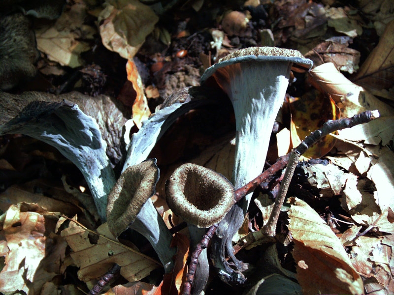 Pilze-Craterellus, cornucopioides, Totentrompete;Herbsttrompete ...