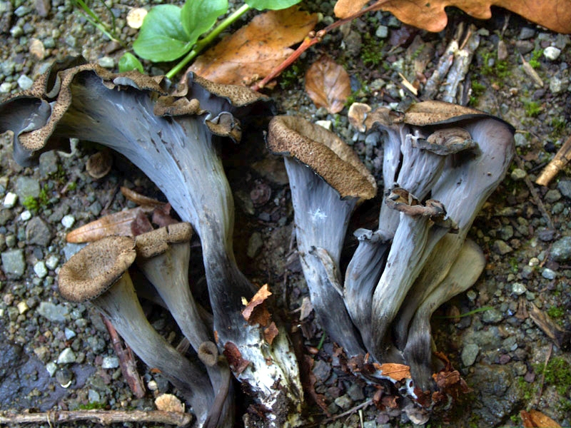 Pilze-Craterellus, cornucopioides, Totentrompete;Herbsttrompete ...