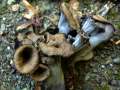 Craterellus cornucopioides - Totentrompete;Herbsttrompete - Hdingen