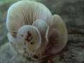 Crepidotus mollis - Gallerfleischiges Stummelfchen - Kmkerhorst