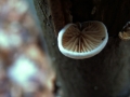 Crepidotus&nbsp;variabilis&nbsp;-&nbsp;Gemeines Stummelf��chen&nbsp;-&nbsp;Weferlingen