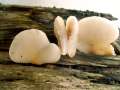 Crepidotus mollis - Gallertfleischiges Stummelfchen - Weferlingen