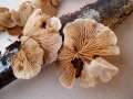 Crepidotus caspari - Glatthtiges Stummelfchen - Weferlingen