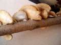 Crepidotus caspari - Glatthtiges Stummelfchen - Weferlingen