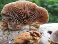 Crepidotus&nbsp;caspari&nbsp;-&nbsp;Glatth�tiges Stummelf��chen,Fastglattsoriges Stummelf��chen&nbsp;-&nbsp;Weferlingen