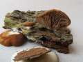 Crepidotus&nbsp;caspari&nbsp;-&nbsp;Glatth�tiges Stummelf��chen,Fastglattsoriges Stummelf��chen&nbsp;-&nbsp;Weferlingen