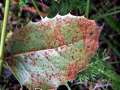 Puccinia mirabilissima - Rostpilz an Mahonia - Hdingen