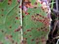 Puccinia mirabilissima - Rostpilz an Mahonia - Hdingen