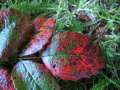 Puccinia mirabilissima - Rostpilz an Mahonia - Hdingen