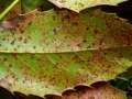 Puccinia mirabilissima - Rostpilz an Mahonia - Hdingen