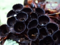 Cyathus striathus - Gesteifter Teuerling - Weferlingen