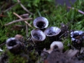 Topf Teuerling;Bleigrauer Teuerling