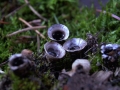 Cyathus olla - Topf Teuerling;Bleigrauer Teuerling - Weferlingen