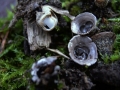 Cyathus olla - Topf Teuerling;Bleigrauer Teuerling - Weferlingen